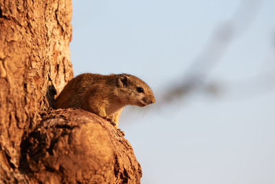 A ground squirrel in a tree