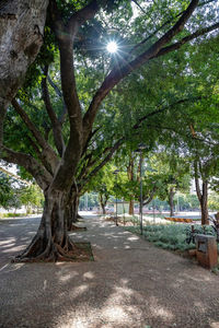 Trees by road in park