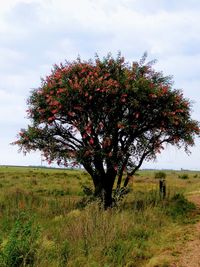 Single tree in field