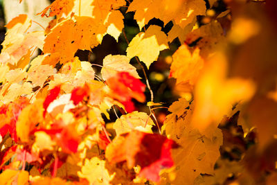 Close-up of yellow maple leaves on tree