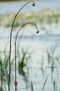 Close-up of raindrops on twig against lake