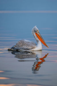 Pelican on lake