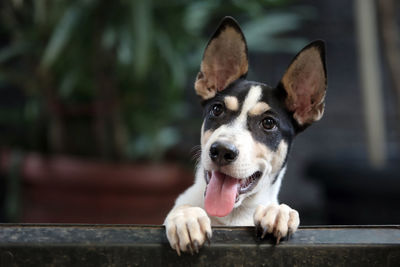 A dog looking over the room divider.