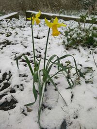 Plants growing on field during winter