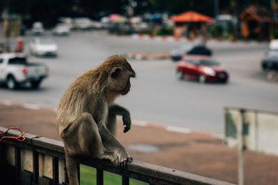 Monkey sitting on railing in city