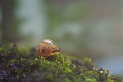 Golden snail among the green moss. macro photo
