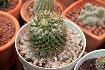 High angle view of succulent plant in pot