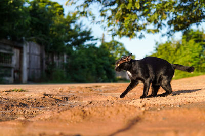 The cat is going to cross the puddle.