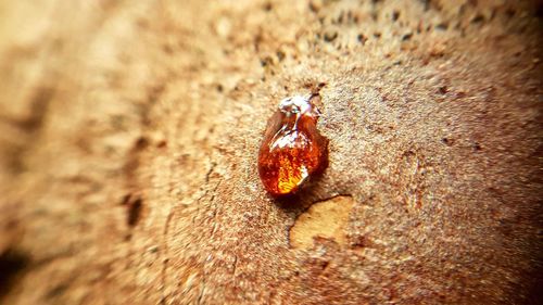 Close-up of insect on land