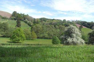 Scenic view of trees on field against sky