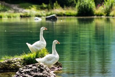 Side view of geese on rock by lake