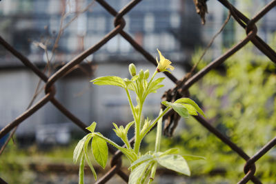 Close-up of plant growing outdoors