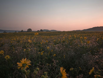 Scenic view of field against sky during sunset
