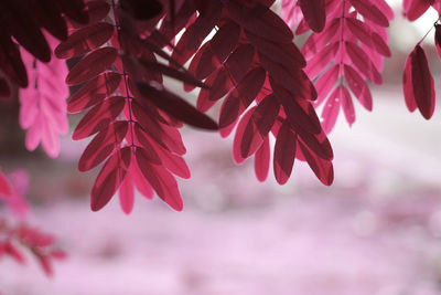 Close-up of red maple leaves