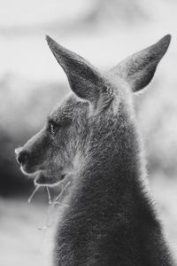 Close-up of a kangaroo looking away