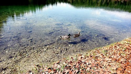 High angle view of ducks swimming in lake