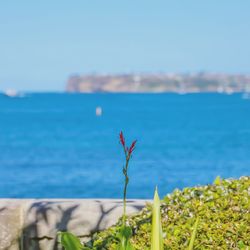 Close-up of plant by sea against sky