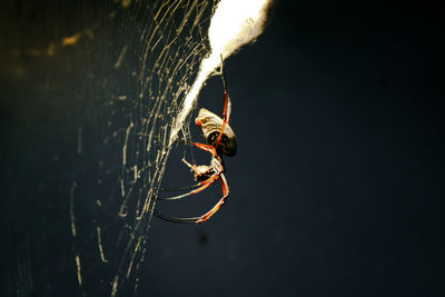 Close-up of spider on web