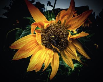 Close-up of yellow flower