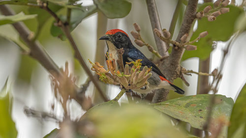 Bird perching on a tree