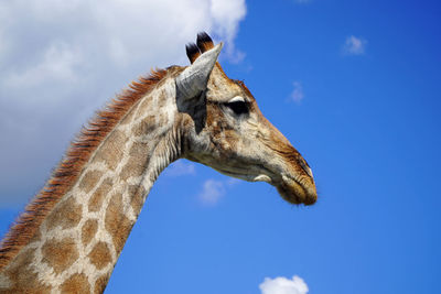 Low angle view of giraffe against sky
