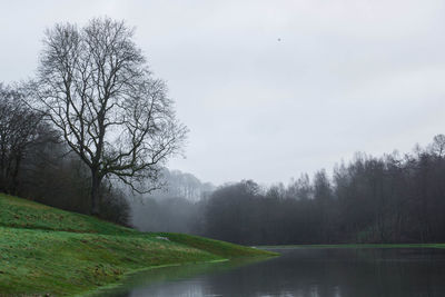 Bare trees on landscape
