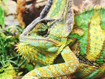 Close-up of lizard on leaf