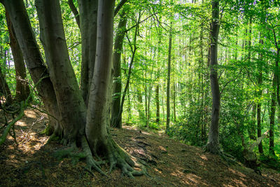 Trees growing in forest