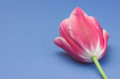 Close-up of pink tulip against blue background