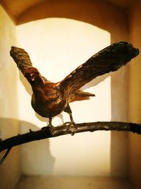 Close-up of bird perching outdoors