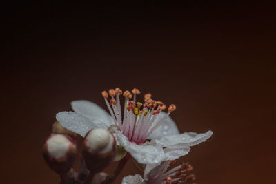 Close-up of flowering plant against black background