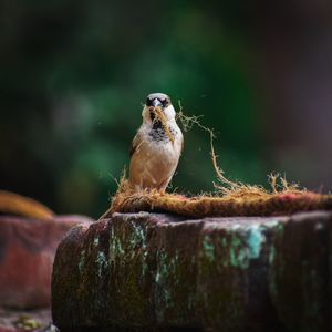 Close-up of bird perching on jute bag