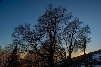 Low angle view of bare trees against clear blue sky