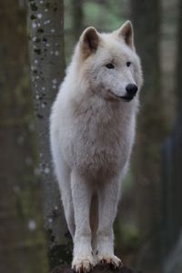 Wolf  looking away