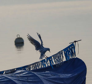 Seagull flying over a boat