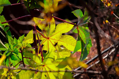 Close-up of yellow maple leaves on tree