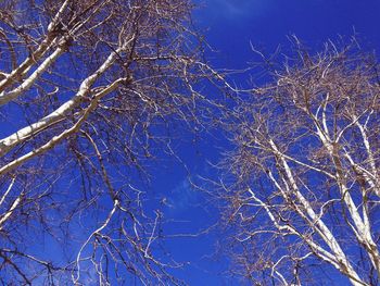 Low angle view of illuminated trees against blue sky