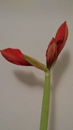 Close-up of fresh day lily against white background