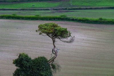 Tree on field