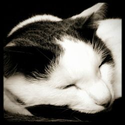 Close-up of cat sleeping