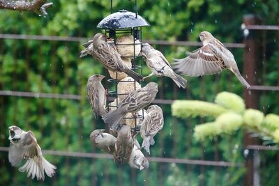 Flock of birds perching on a tree