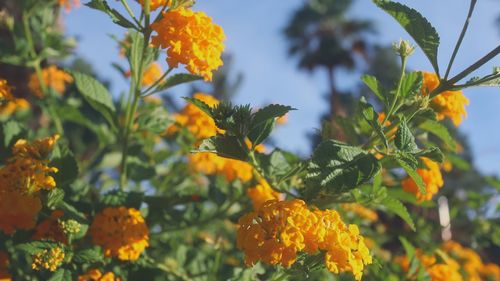 Close-up of yellow flowering plant