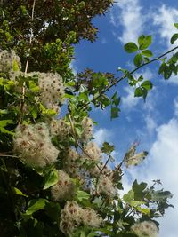 Low angle view of flower tree against sky