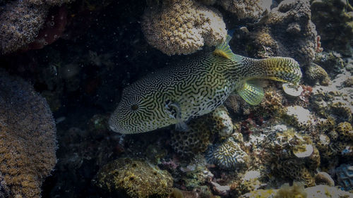 Fish swimming in sea