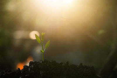 Close-up of small plant against bright sun