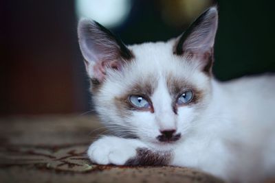 Close-up portrait of a cat