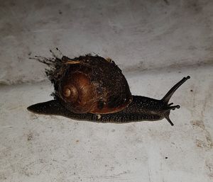 Close-up of snail