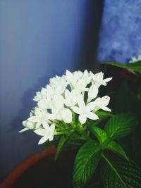 Close-up of white flowering plant