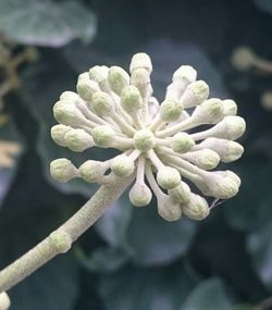 Close-up of white flowers