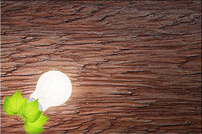 High angle view of white flowering plants on wood